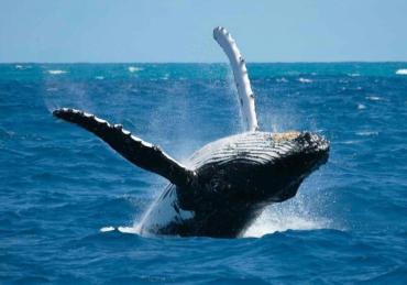 The East main spot and Whale Safari to Sainte Marie Island in 11 days