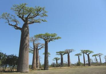 9 jours sur la côte Ouest de Madagascar