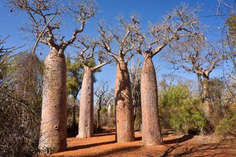 Baobab trees