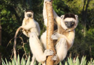 Expeditions dans la Forêt tropicale d’Andasibe et dans la réserve privée de Berenty en 11 jours