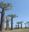 allée des baobabs